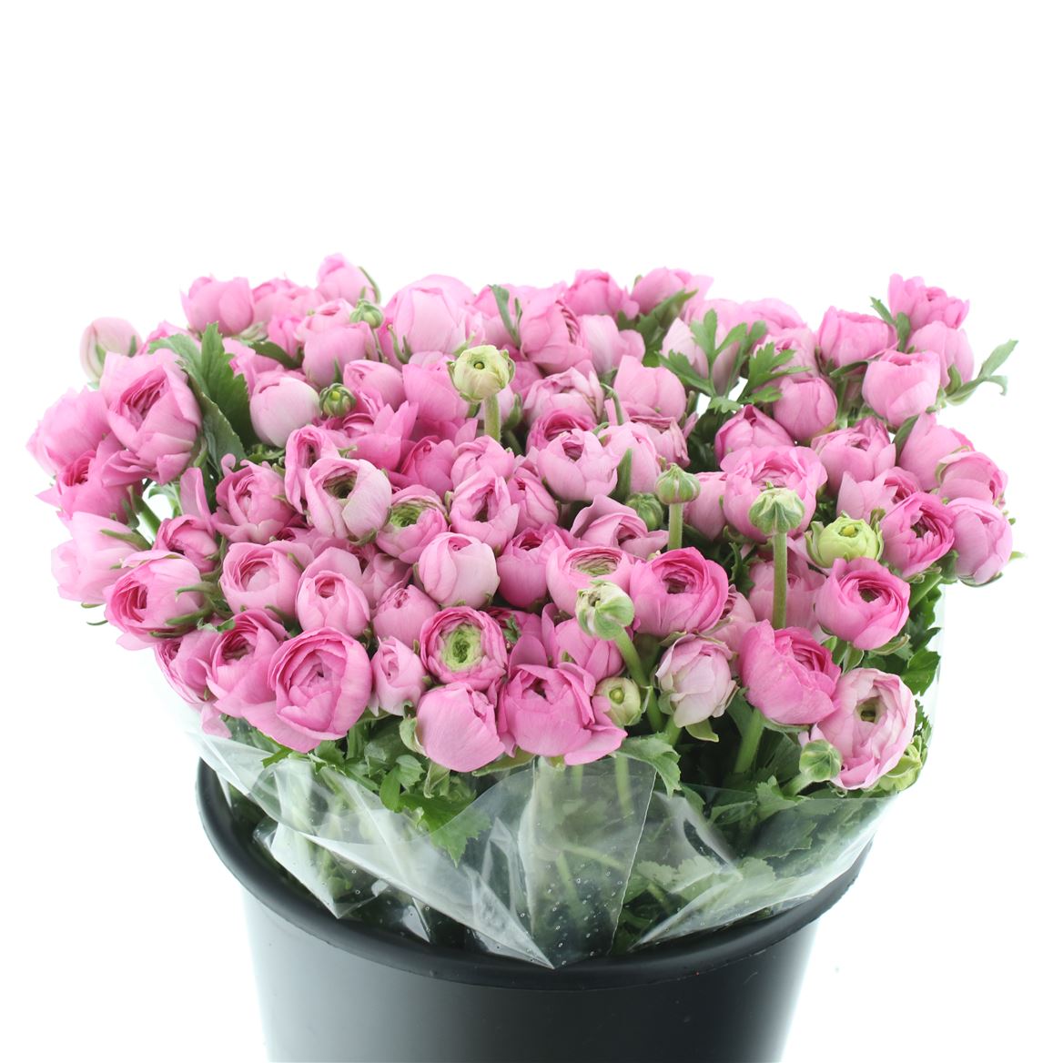 Ranunculus Elegance Hot Pink 35cm 25gr.