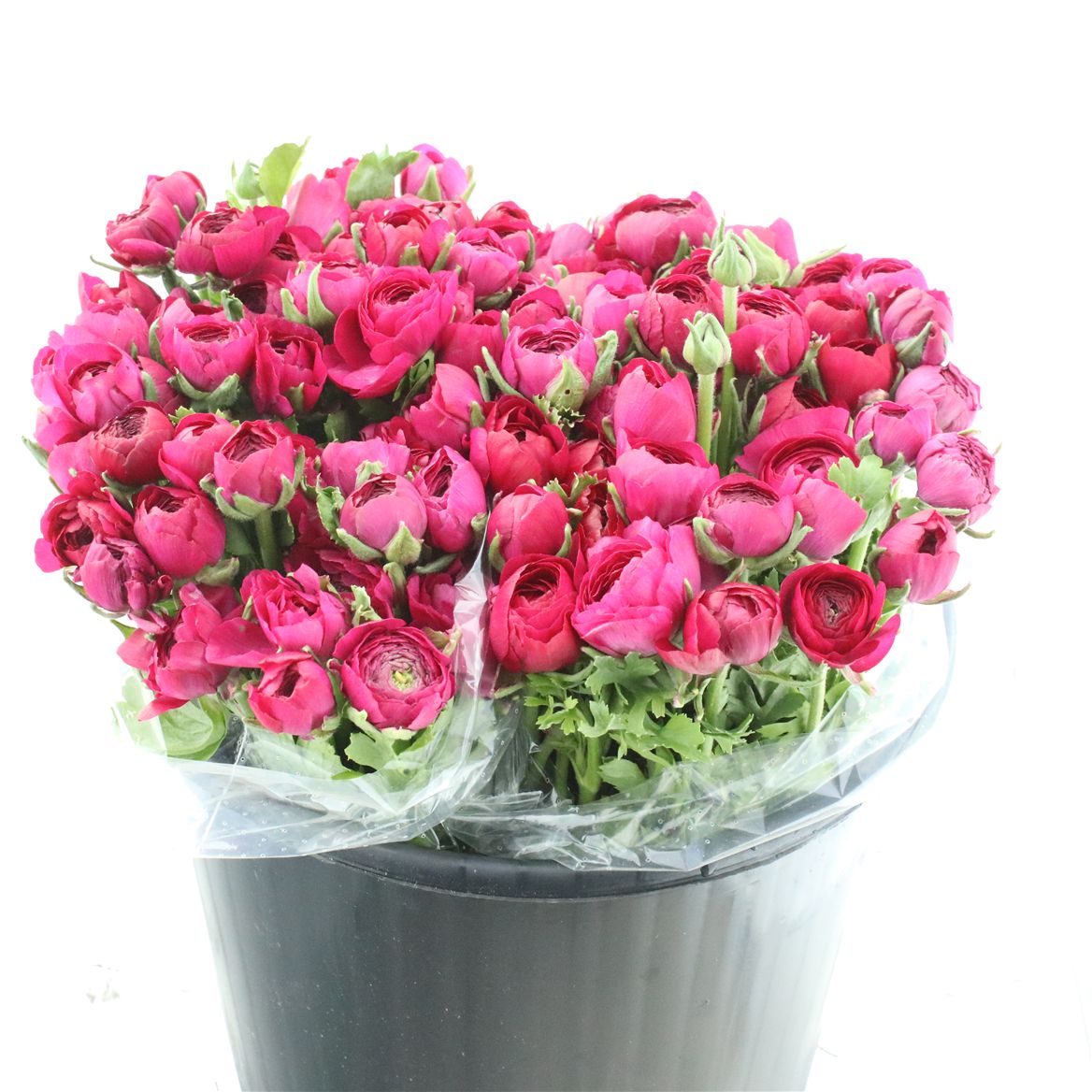 Ranunculus Elegance Hot Pink 40cm 25gr.