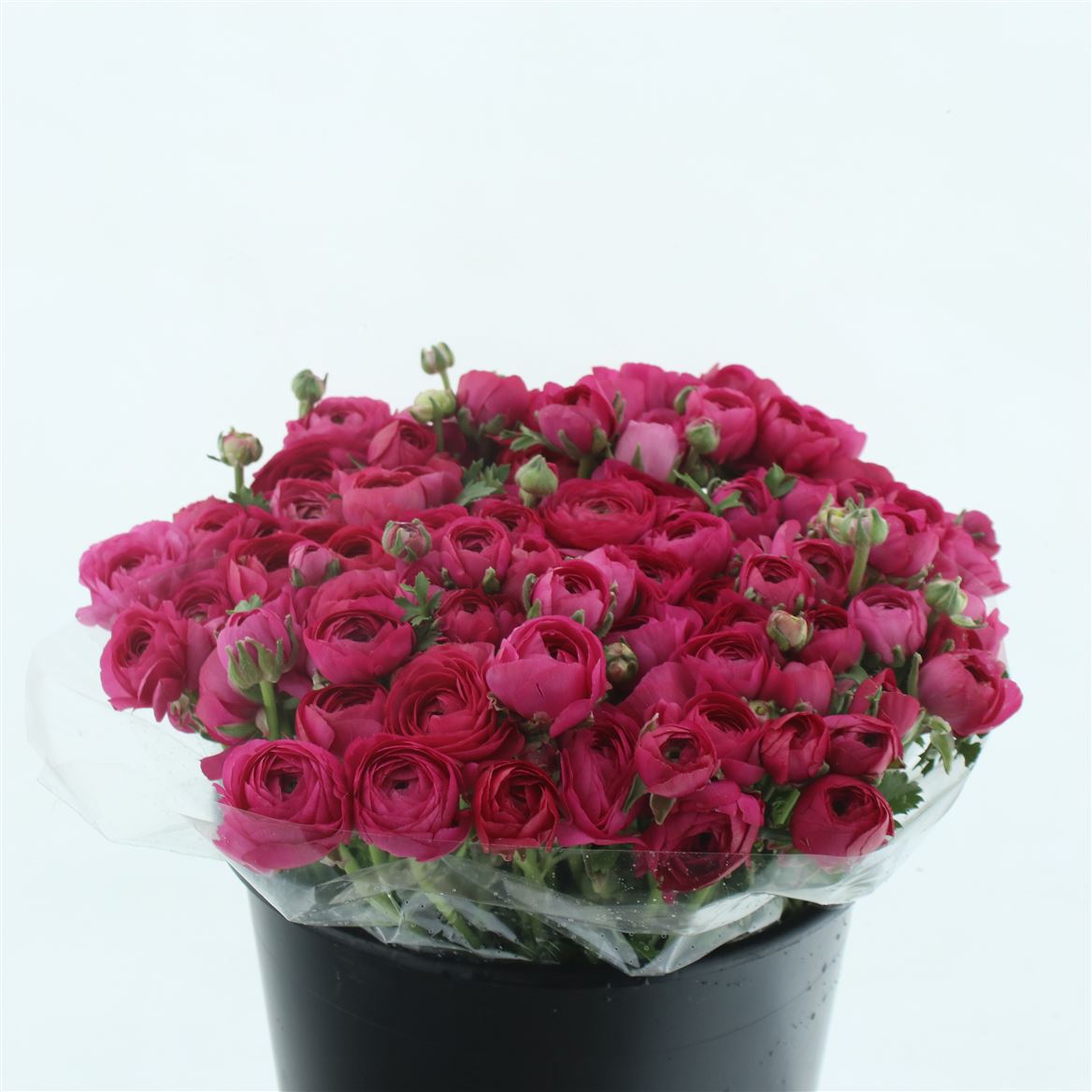 Ranunculus Elegance Hot Pink 35cm 25gr.