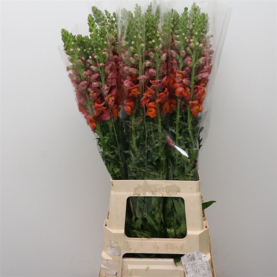 Antirrhinum Animation Orange 65cm