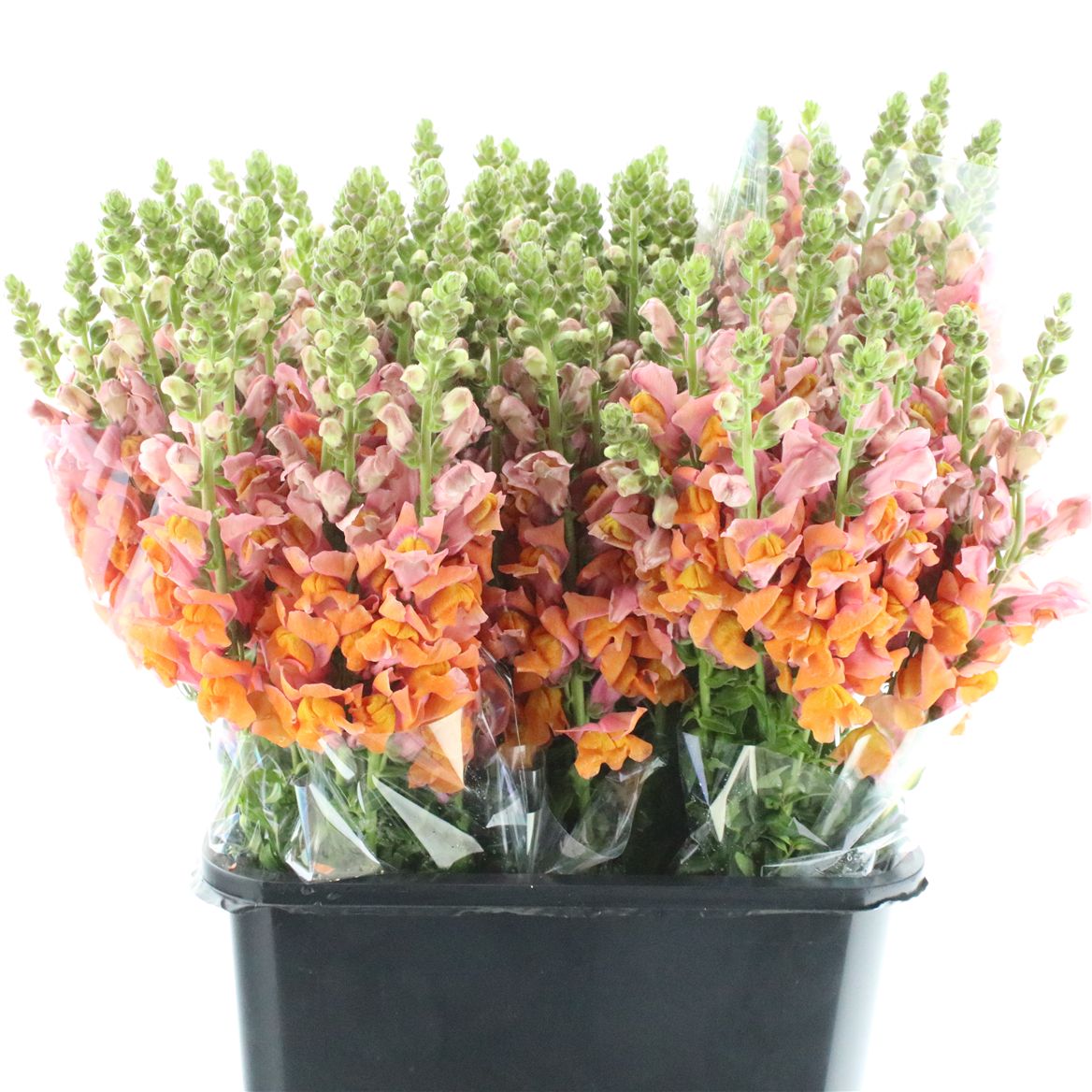 Antirrhinum Animation Orange 60cm