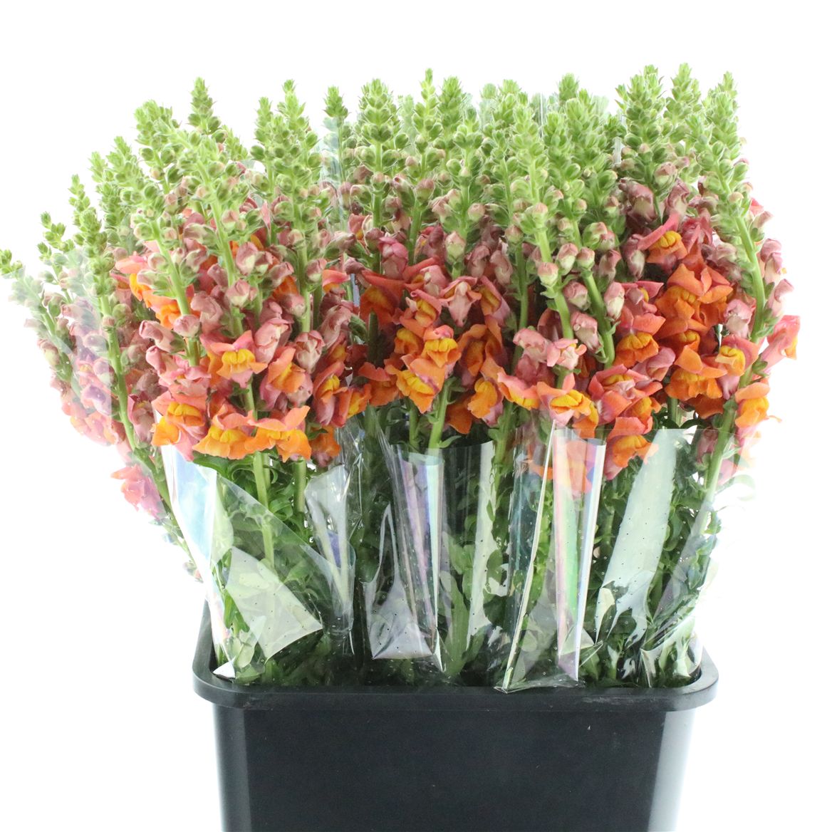 Antirrhinum Animation Orange 65cm