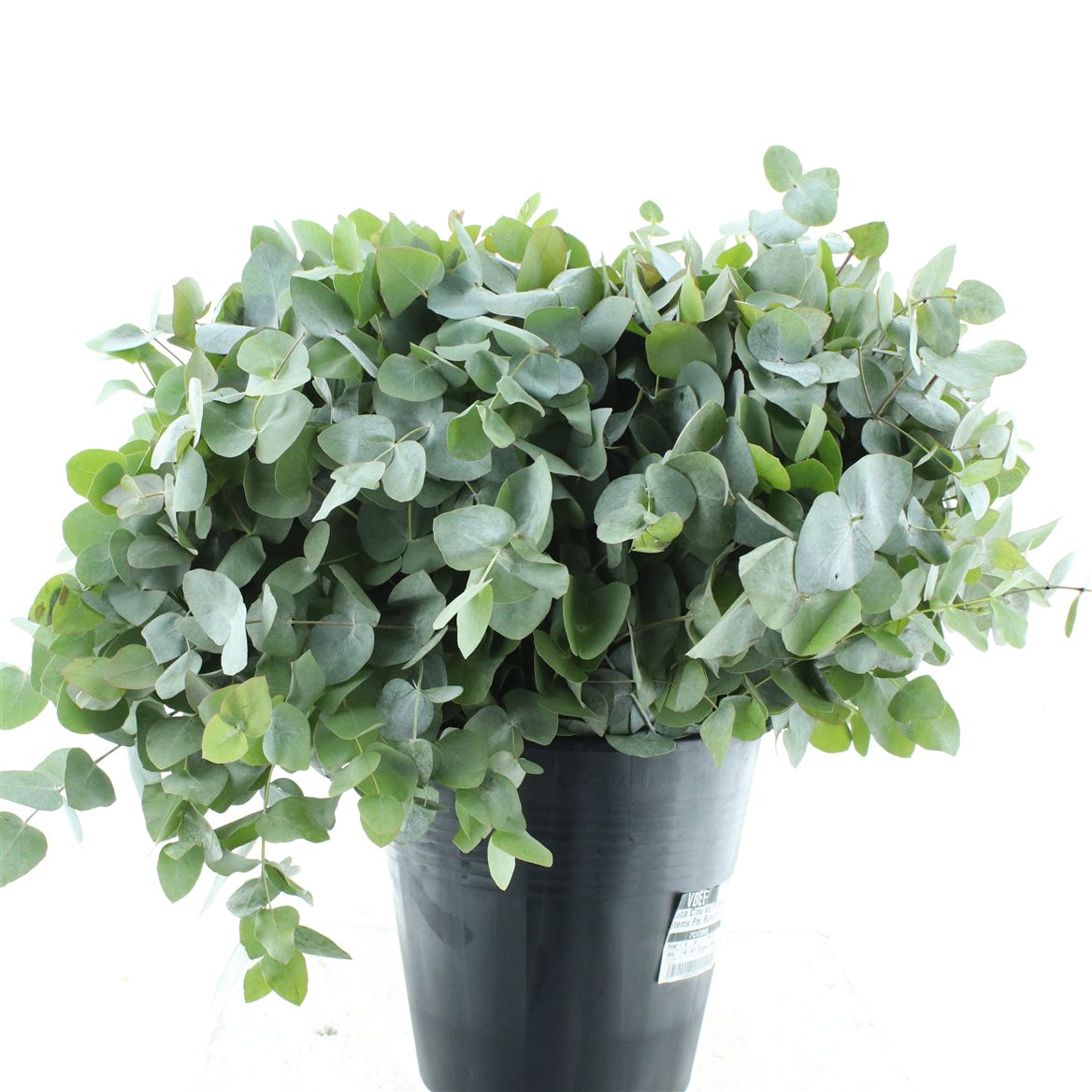 Eucalyptus Cinerea 50cm