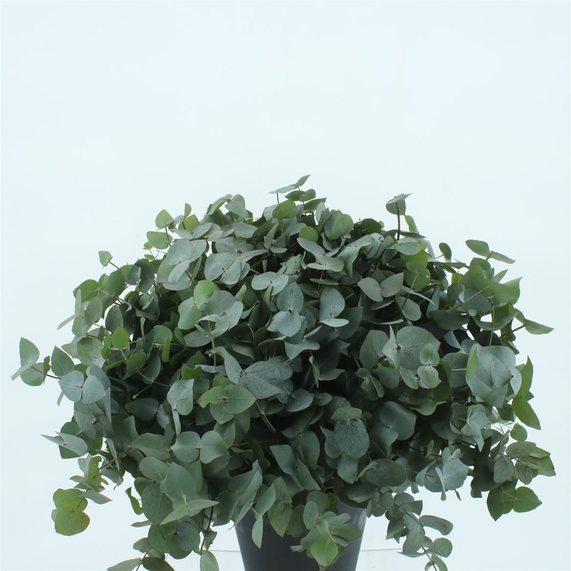 Eucalyptus Cinerea 60cm