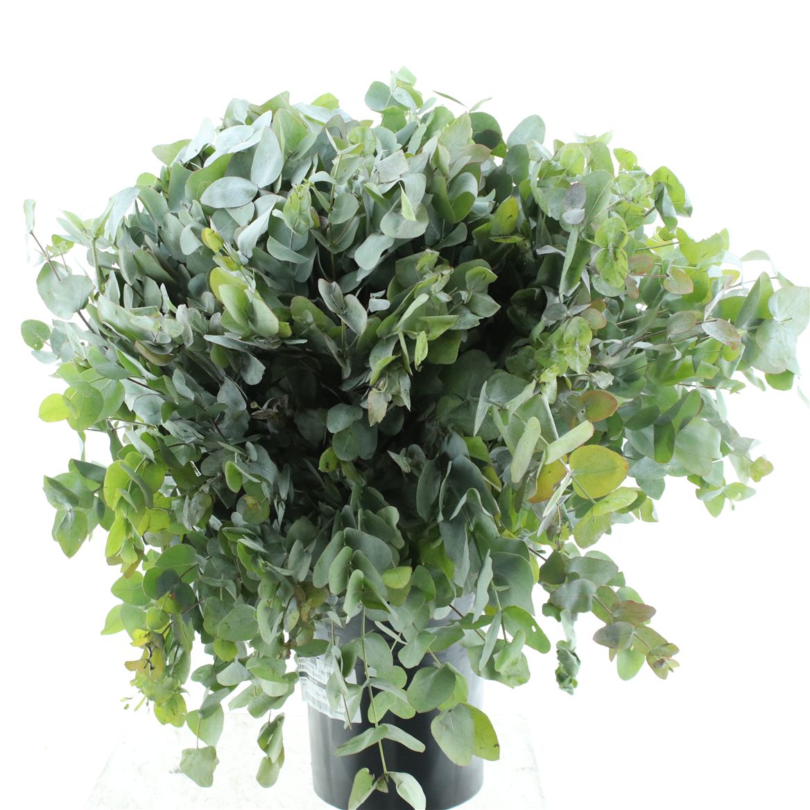 Eucalyptus Cinerea 70cm