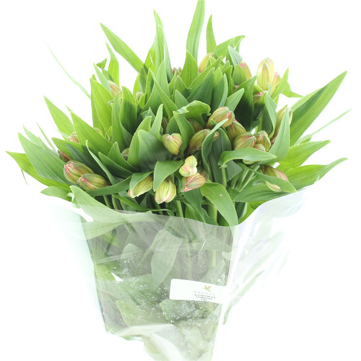 Alstroemeria Primadonna 80cm 50gr.