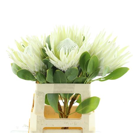 Protea Cy Arctic Ice