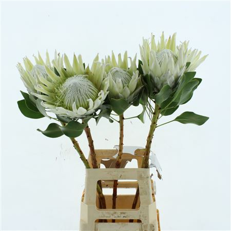 Protea Cy Arctic Ice