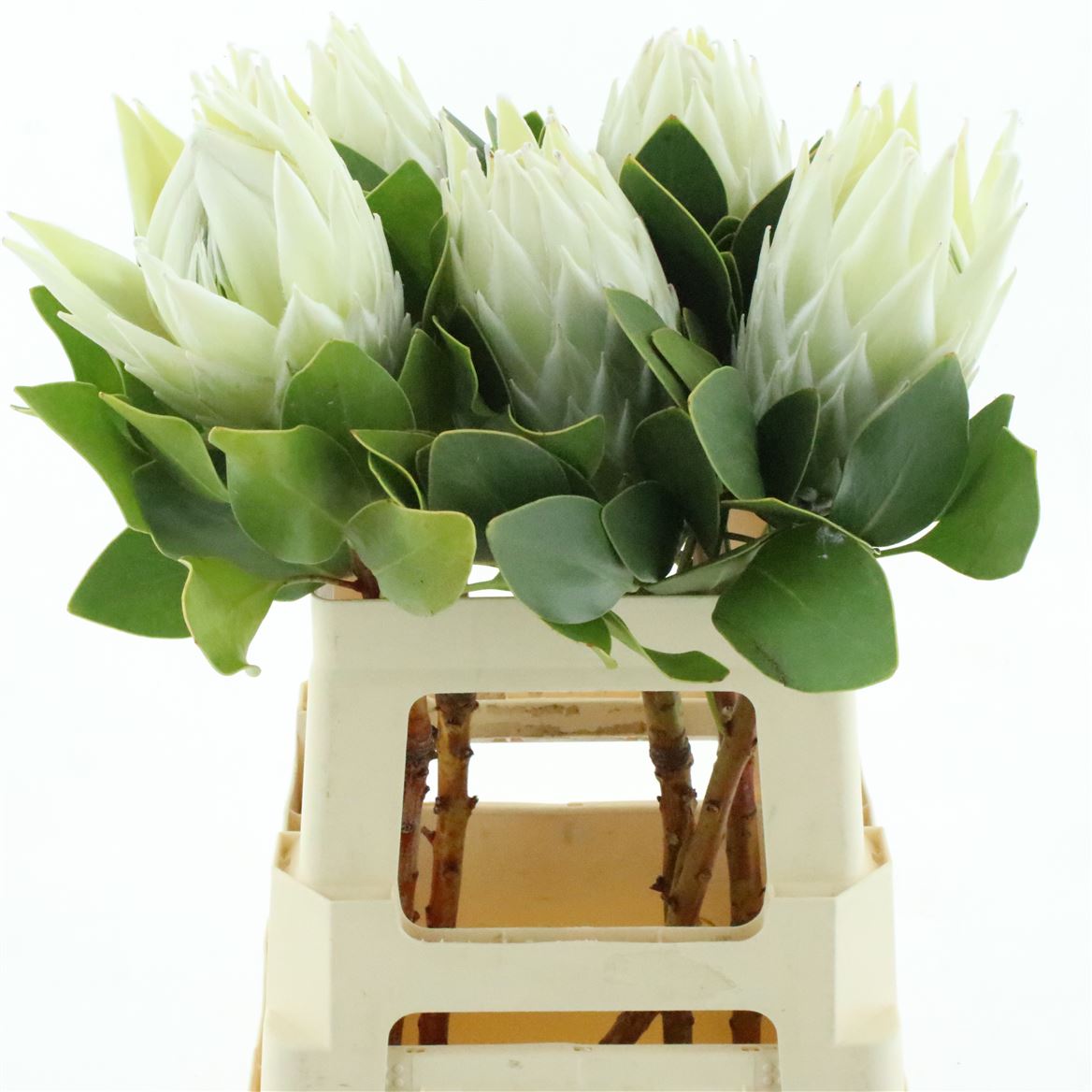 Protea Cynaroides Ayoba Arctic Ice 60cm