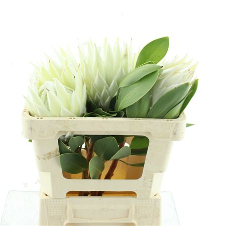 Protea Cy Arctic Ice