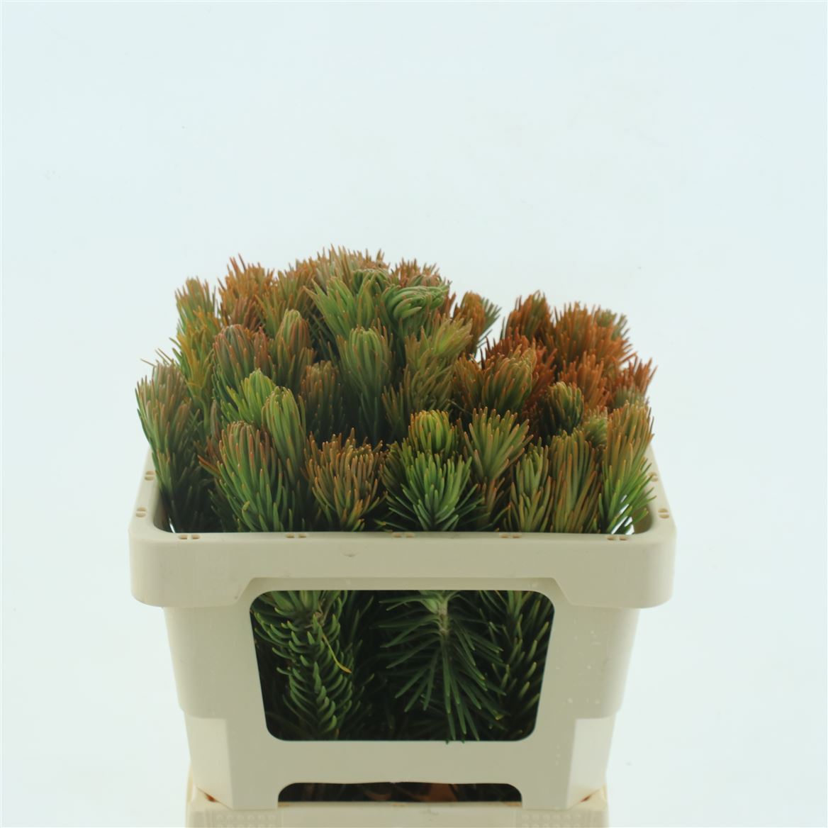 Retzia Capensis 50cm 23+