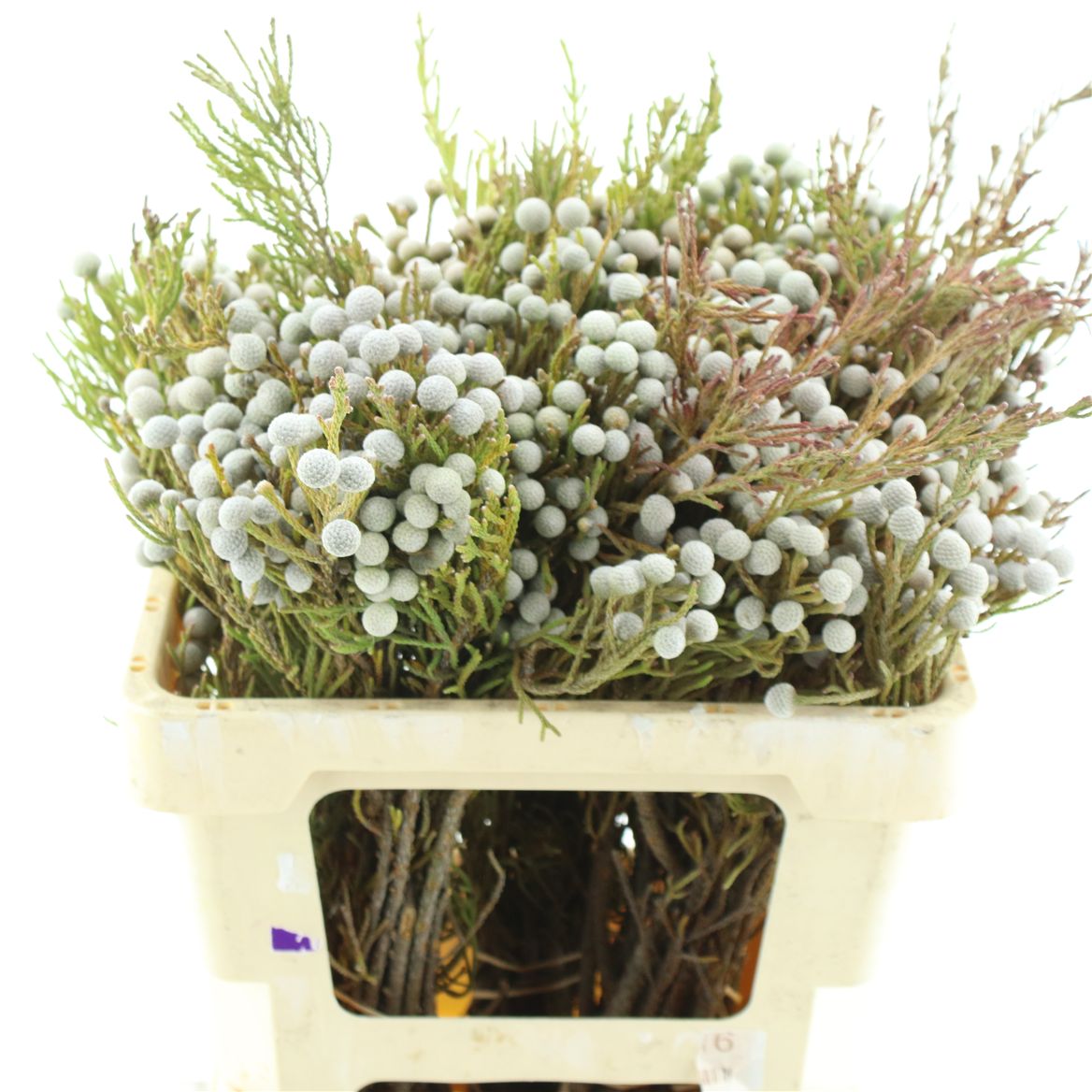 Brunia Nodiflora 50cm