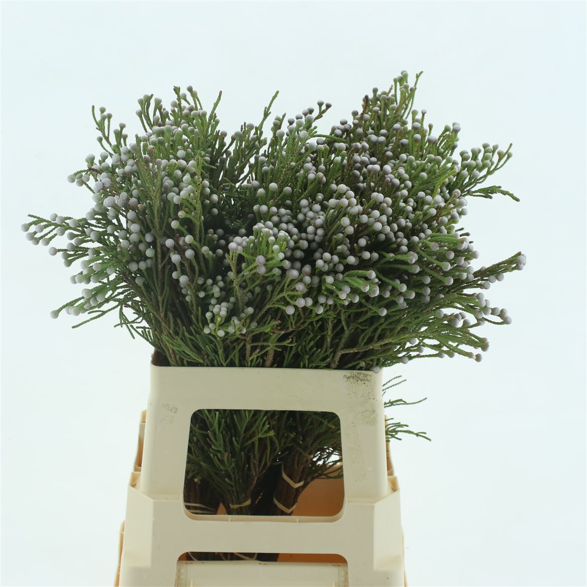 Brunia Noduliflora 60cm