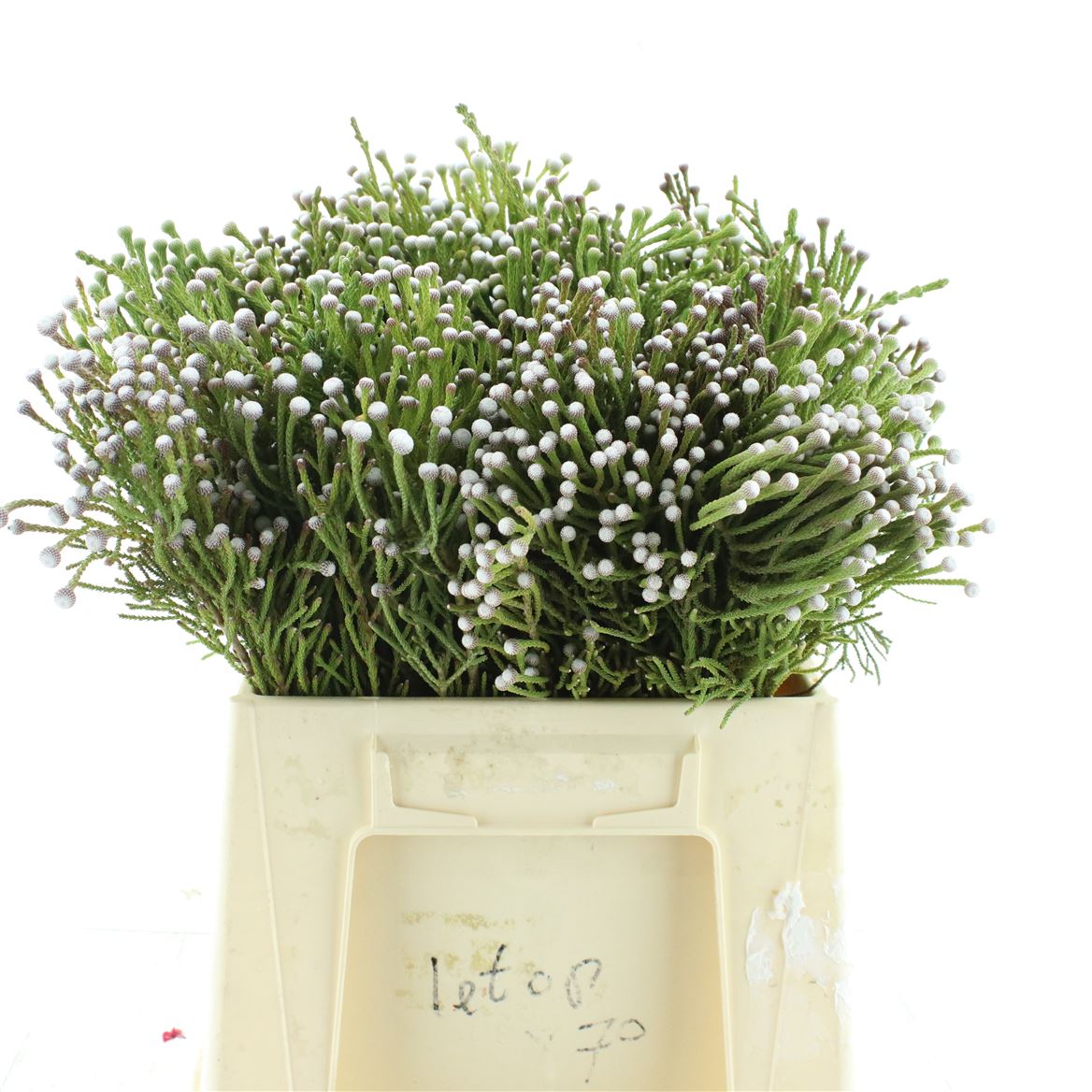 Brunia Nodiflora 40cm
