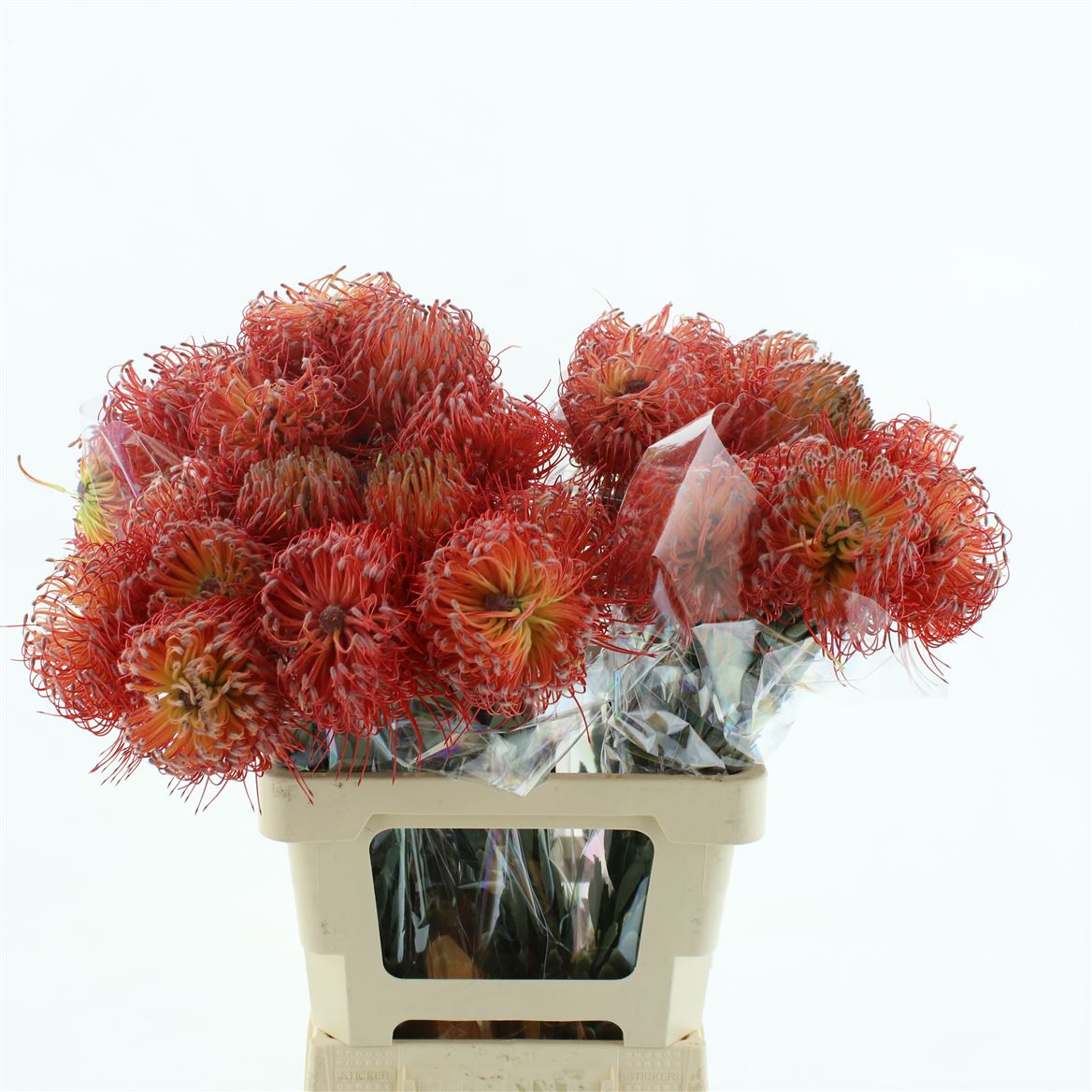 Leucospermum Ito 60cm
