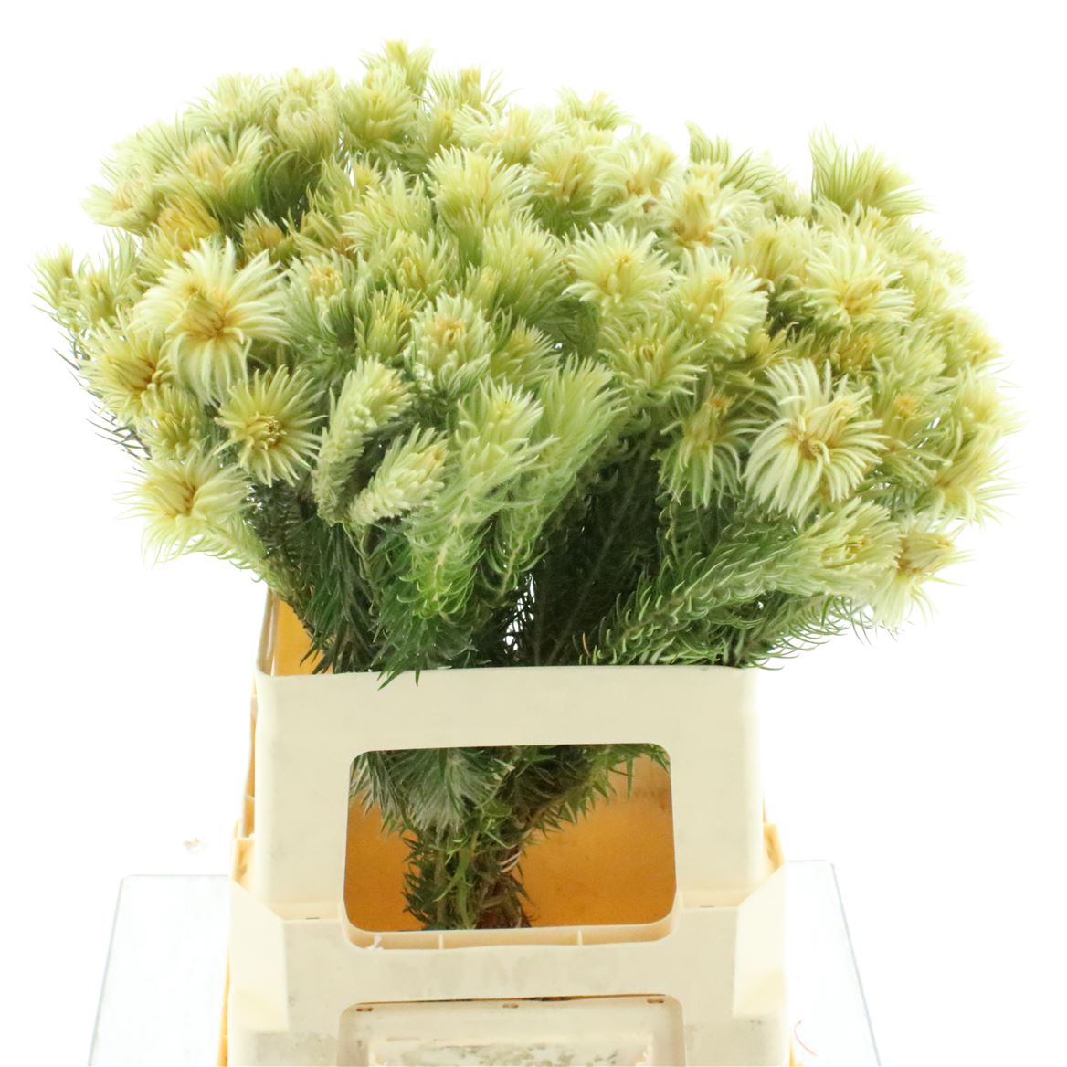 Phylica Plumosa 60cm