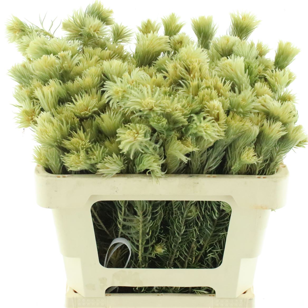 Phylica Plumosa 50cm