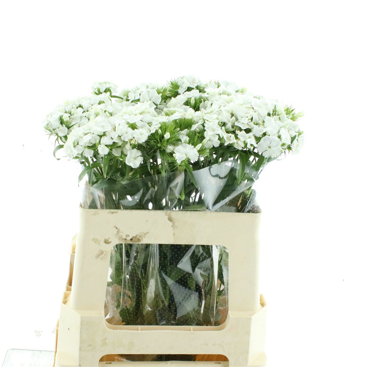 Dianthus Barb Sweet Will White 55cm