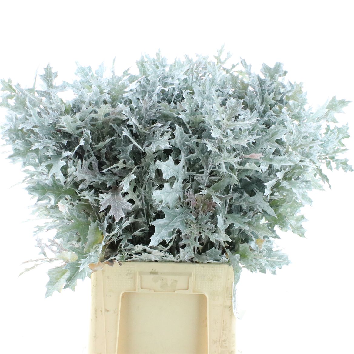 Oak Leaves Preparated/* 80cm