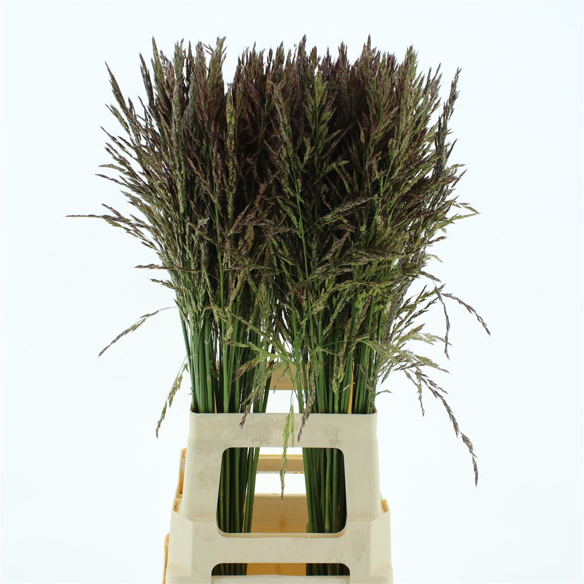 Panicum Umbrella 80cm