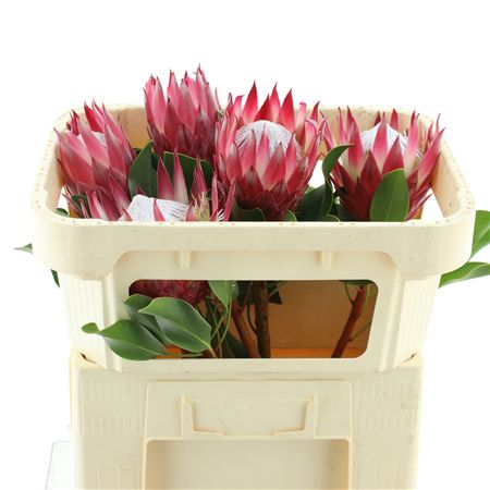 Protea Cy Madiba