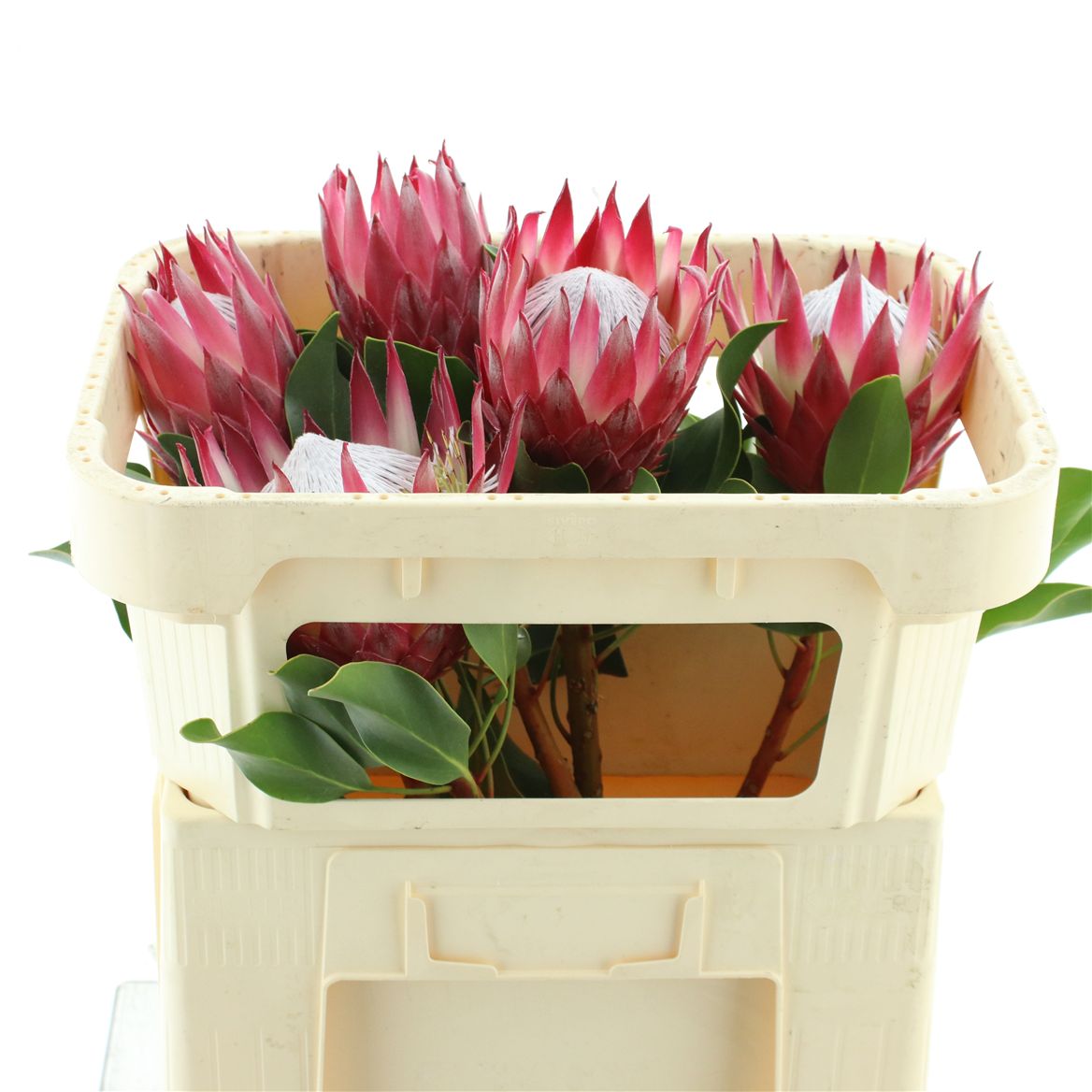 Protea Cynaroides Madiba 60cm