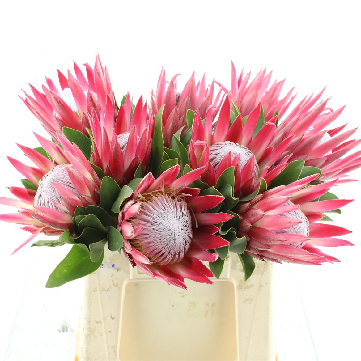 Protea Cynaroides Madiba 40cm