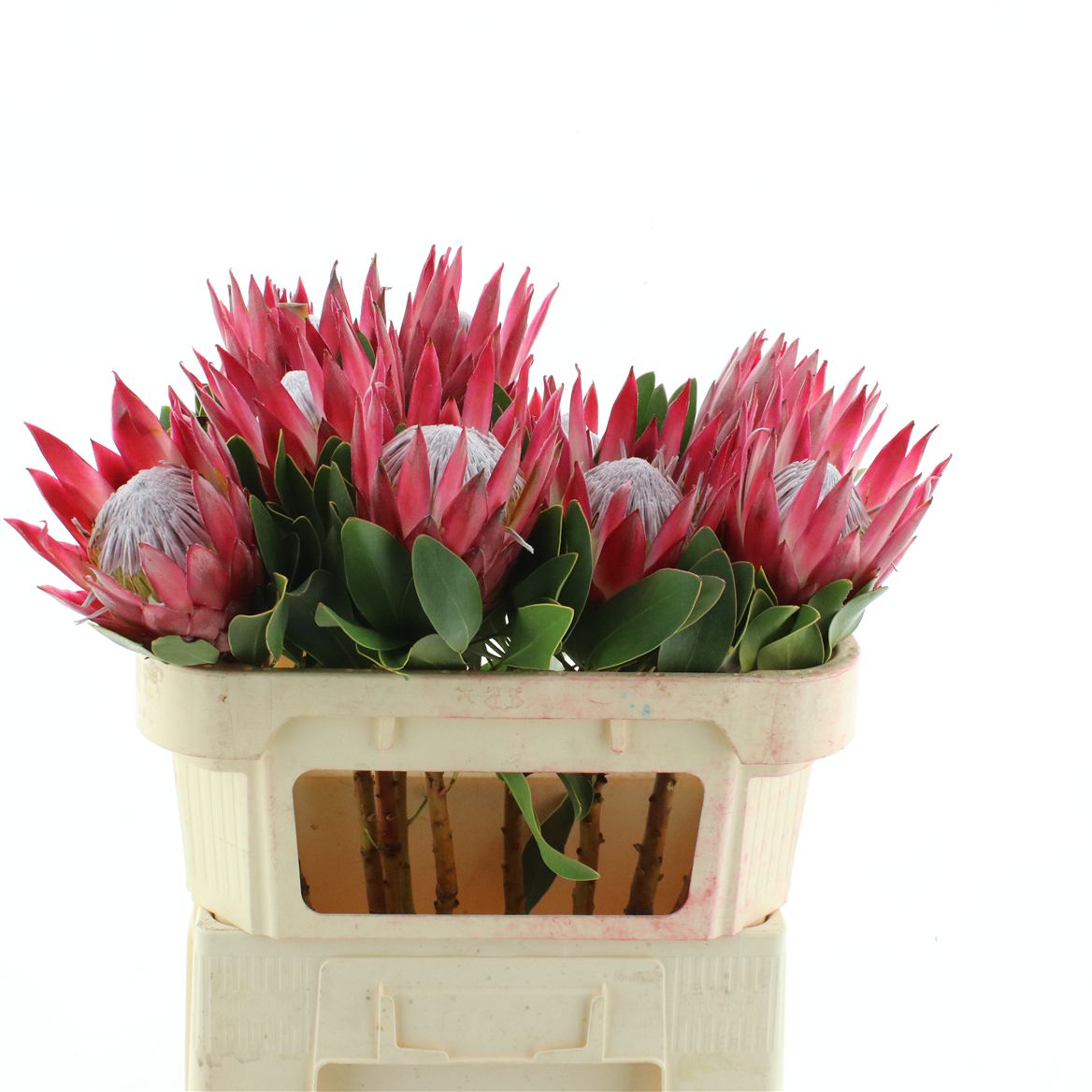 Protea Cynaroides Madiba 70cm