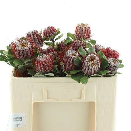 Banksia Coccinea