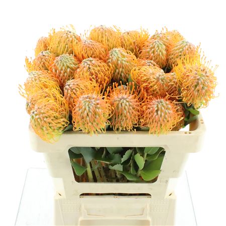 Leuco Soleil