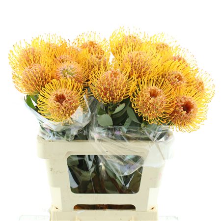 Leuco Soleil