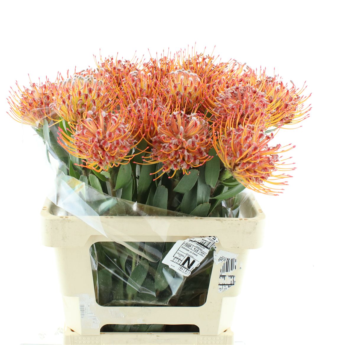 Leucospermum Naomi 60cm