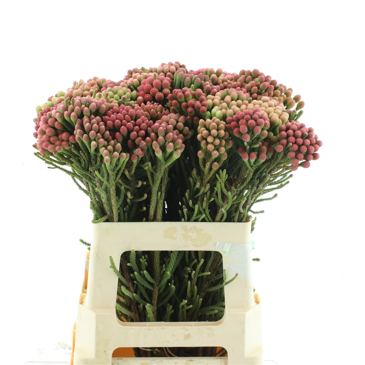Brunia Laevis Red 60cm 23+