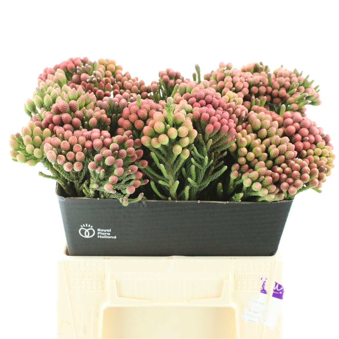 Brunia Laevis Red 40cm