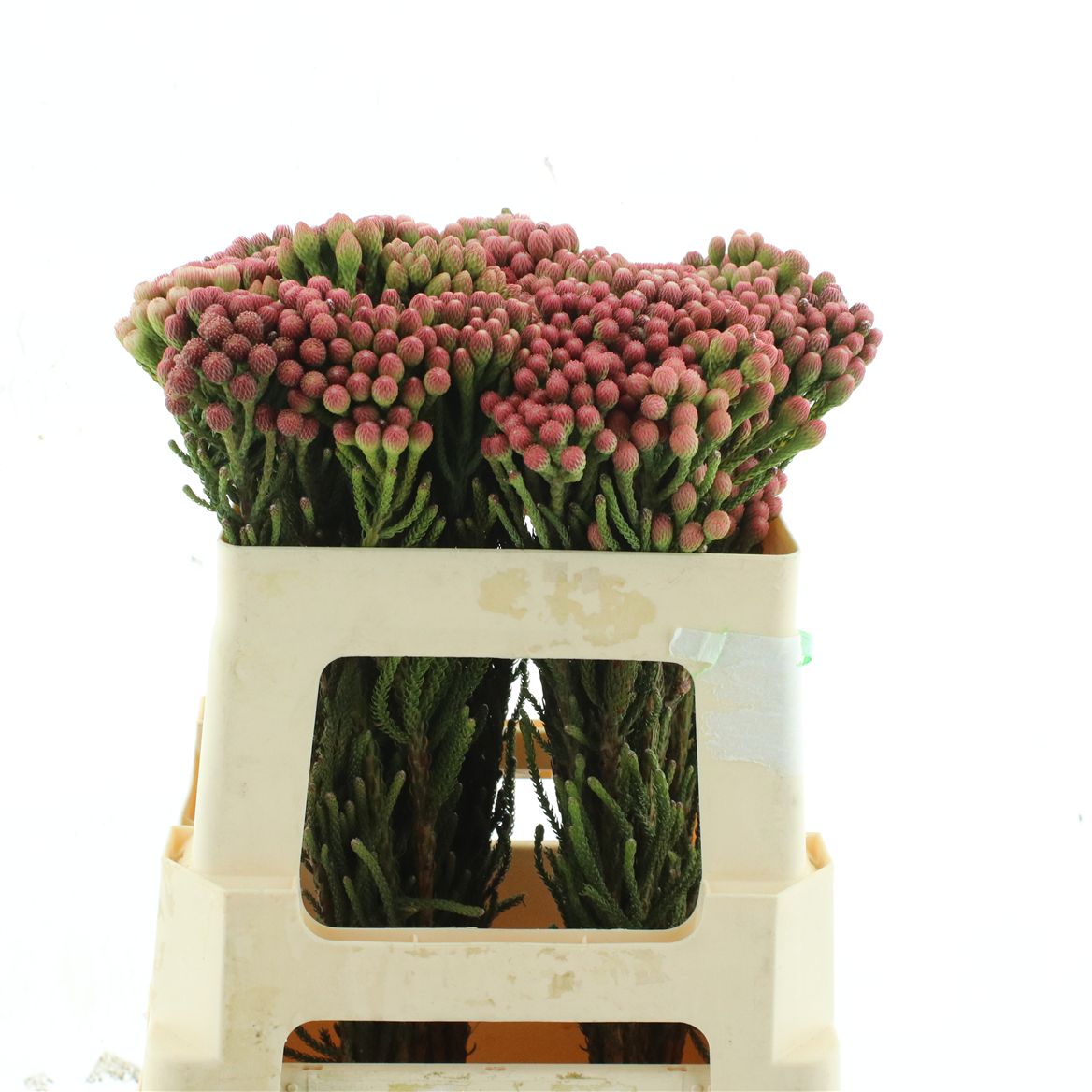 Brunia Laevis Red 50cm