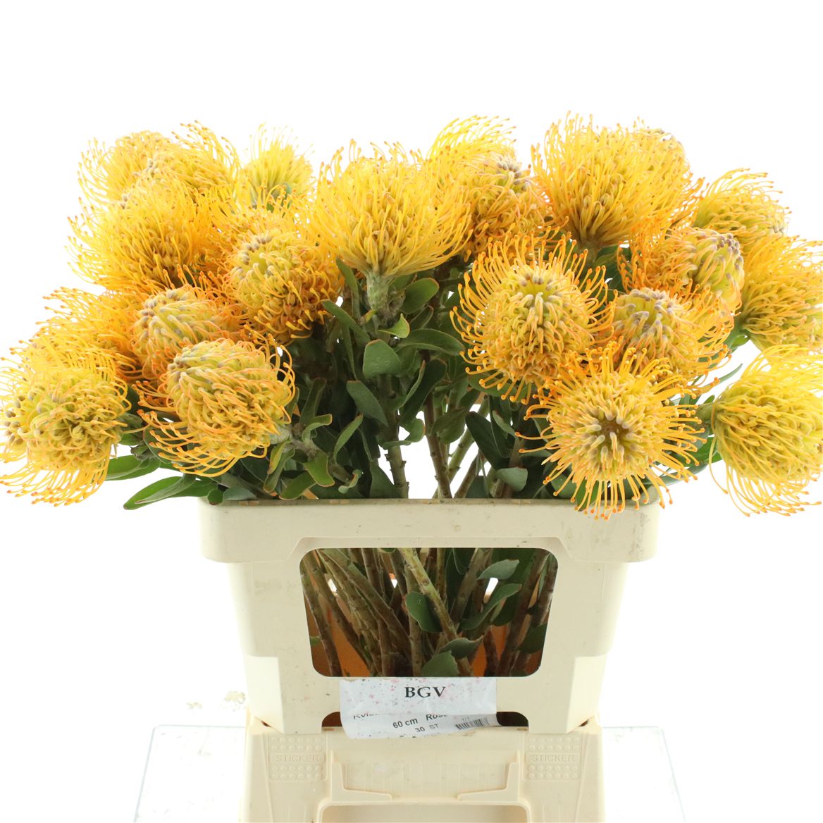 Leucospermum Jelena 60cm