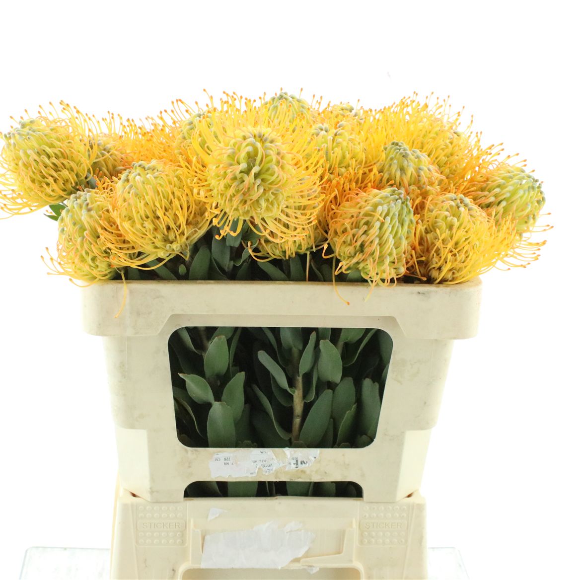 Leucospermum Jelena 50cm