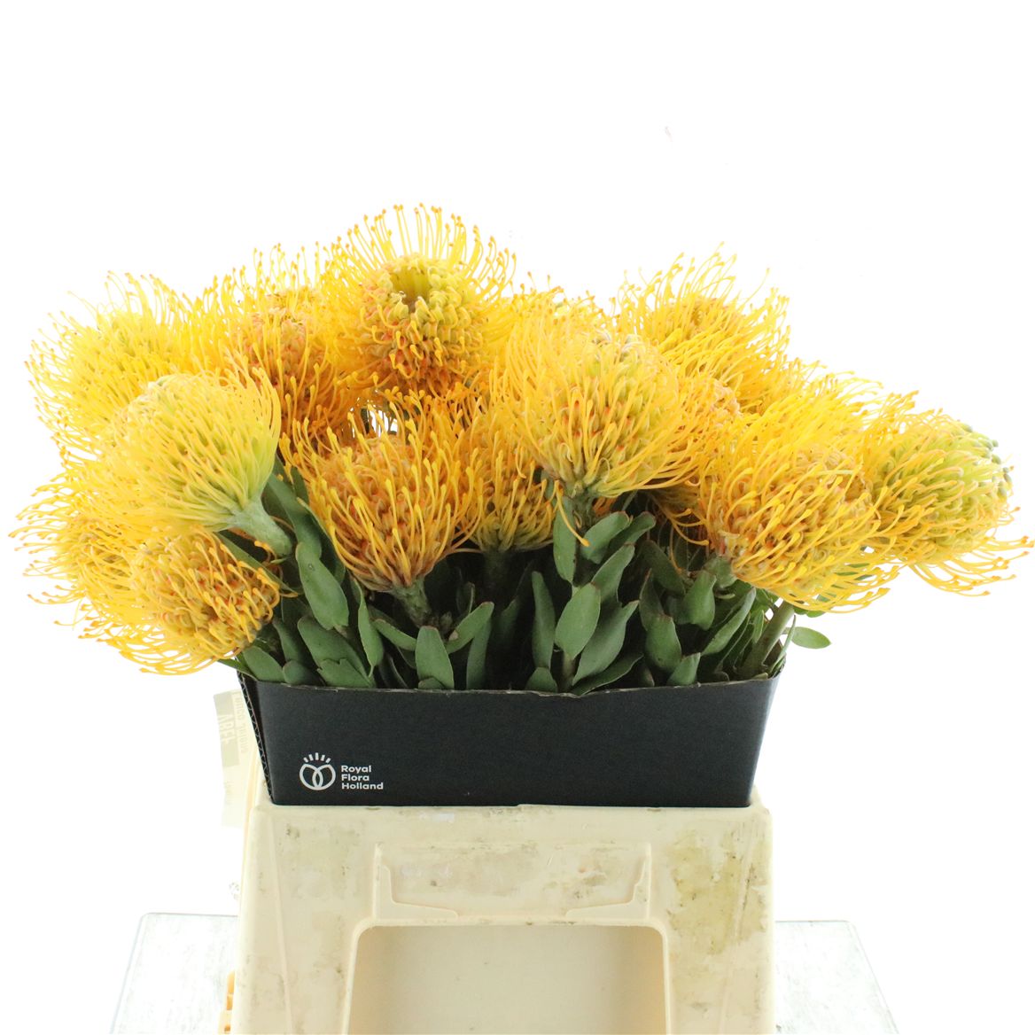 Leucospermum Jelena 40cm