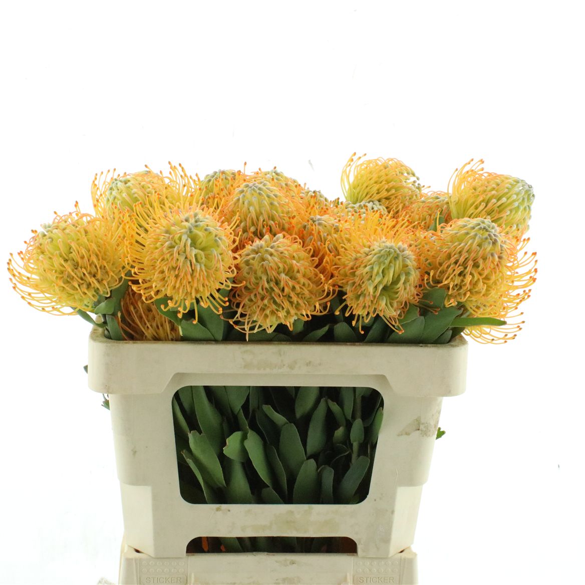 Leucospermum Jelena 50cm