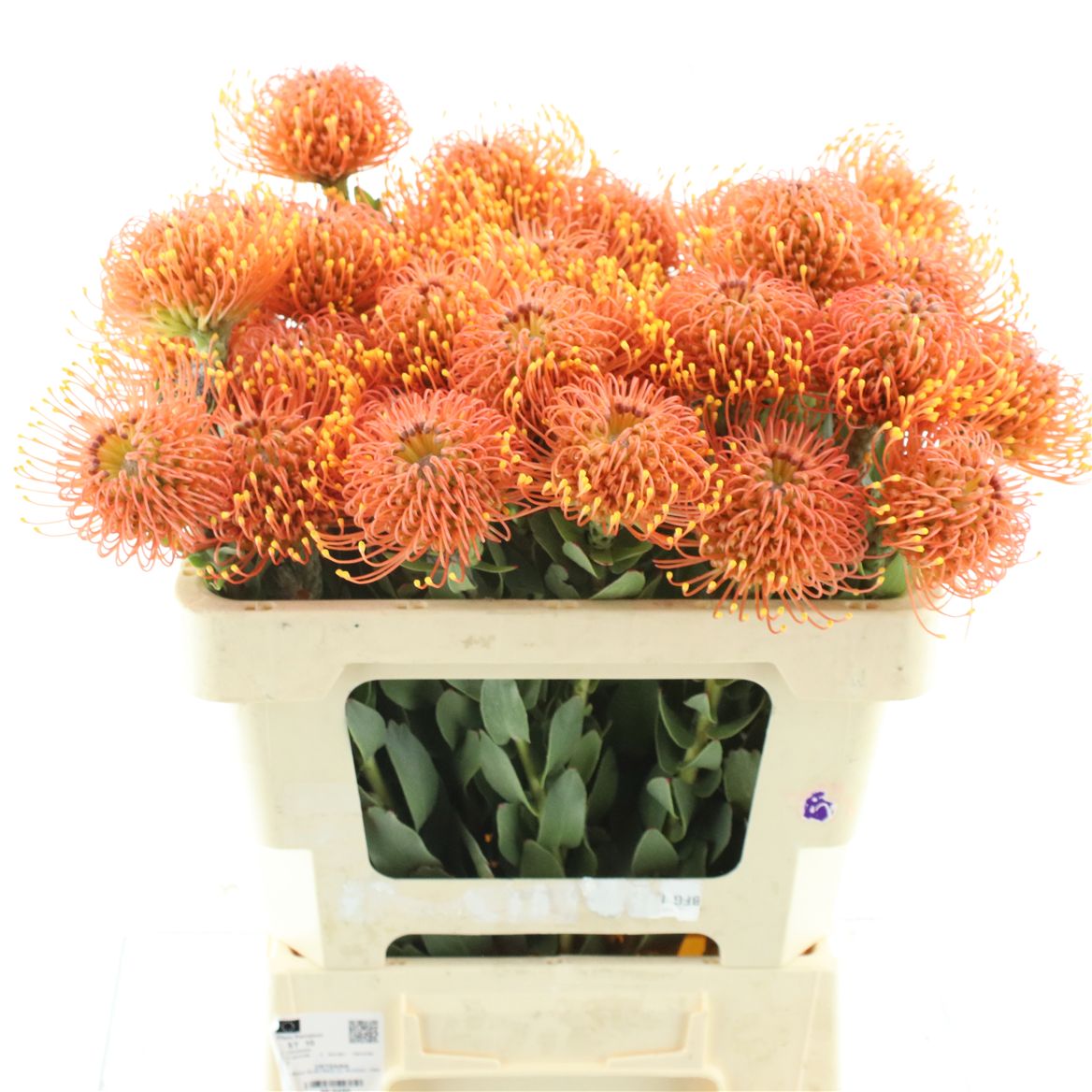 Leucospermum Gold Dust 40cm