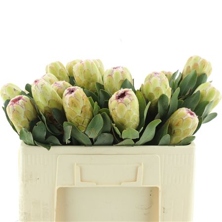 Protea Grandicolor