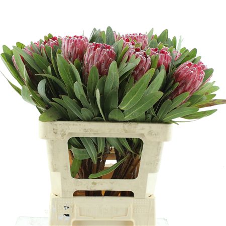 Protea Lancelot