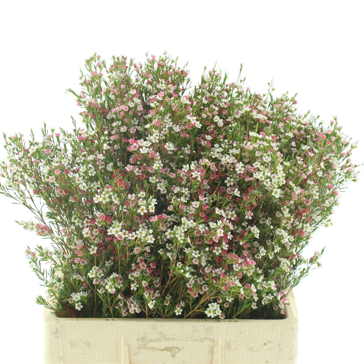 Chamelaucium My Sweet Sixteen 60cm 45gr.