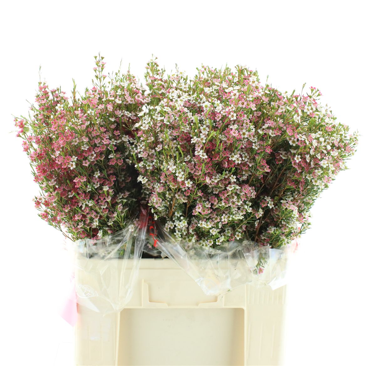 Chamelaucium My Sweet Sixteen 60cm 55gr.