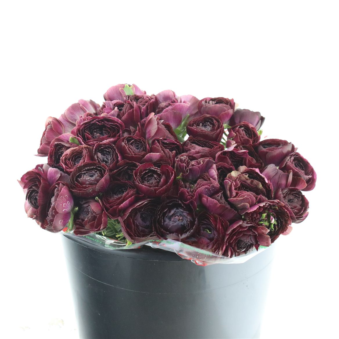 Ranunculus Elegance Violet 35cm