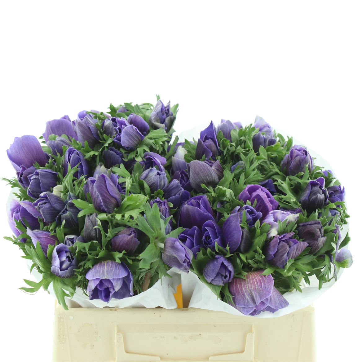 Anemone Coronaria Mistral Plus Dark Blue 35cm