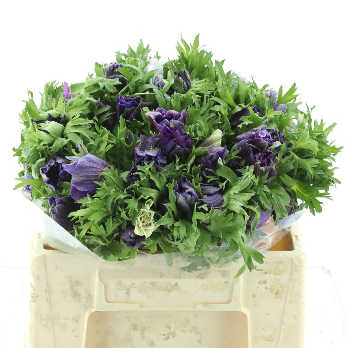 Anemone Coronaria Mistral Plus Dark Blue 35cm