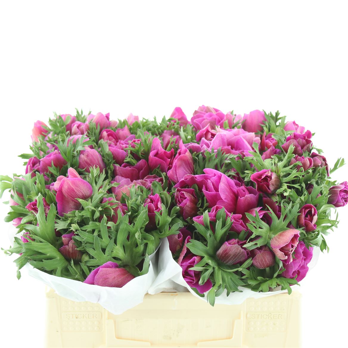 Anemone Coronaria Mistral Plus Fucsia 35cm
