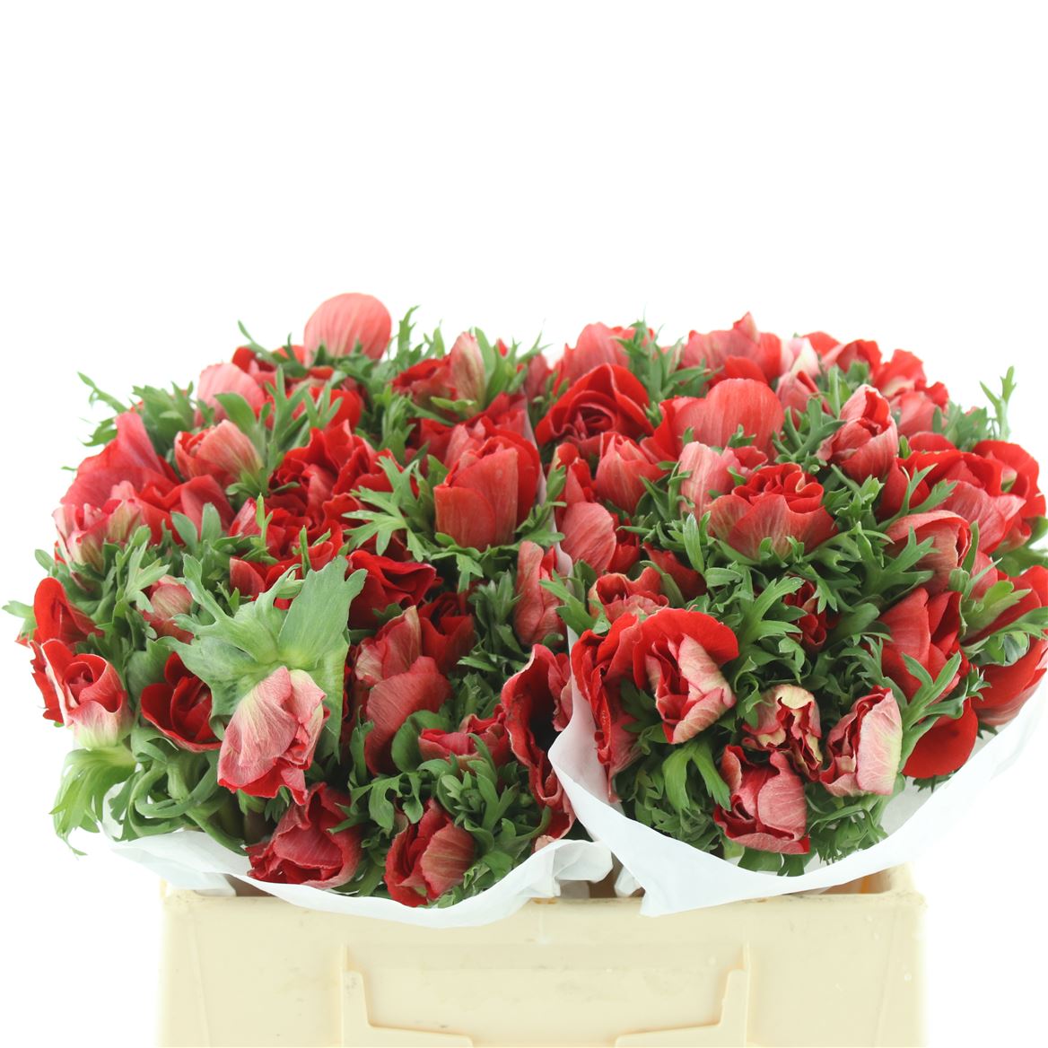 Anemone Mistral+ Red 35cm
