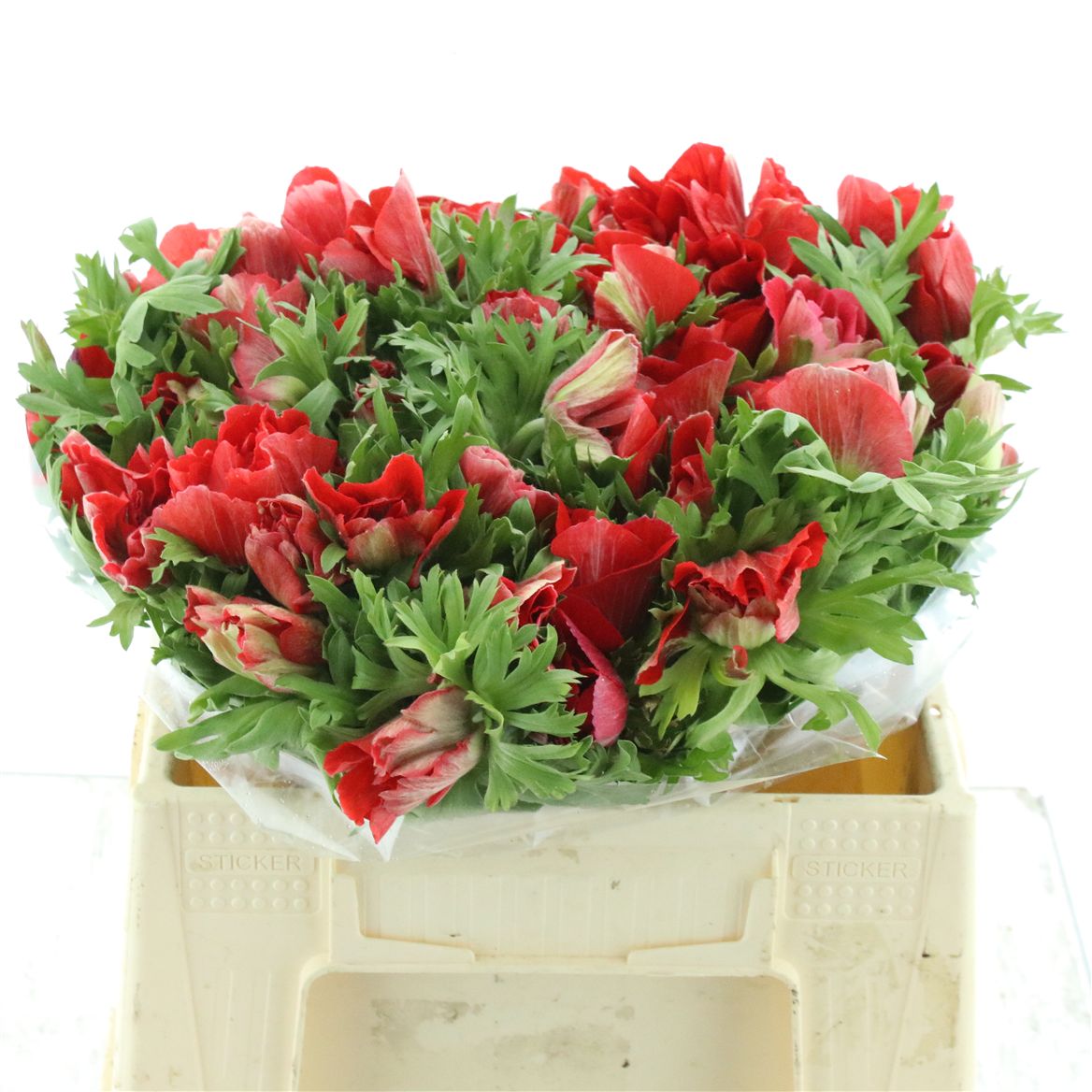 Anemone Coronaria Mistral Plus Red 35cm